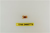 藏品(衛氏毛帶蟹)的圖片